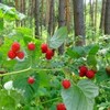 малина (1)
